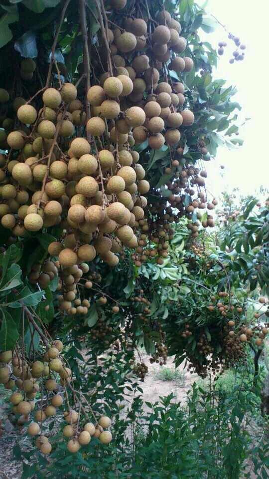 ʯ������